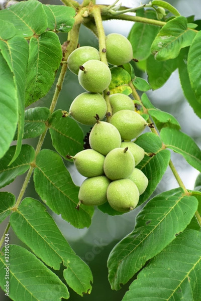 Fototapeta 豊作のクルミ