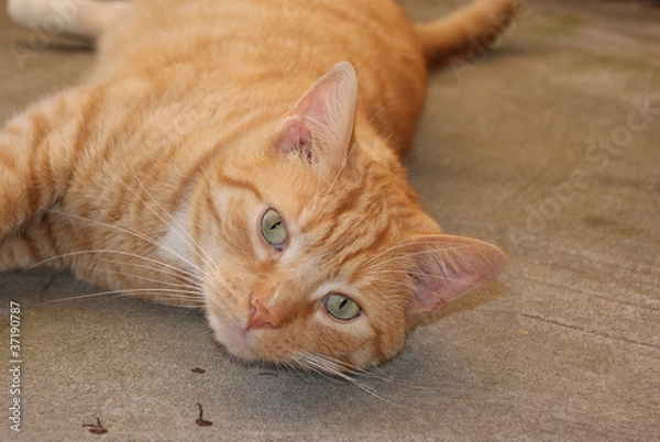 Obraz Red cat