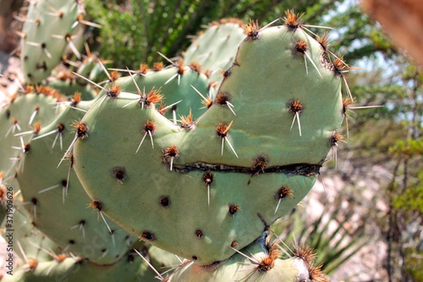 Obraz Nopal espinas con herida