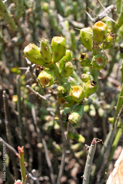 Obraz Racimo de tunas verdes