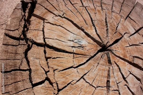 Obraz wood, tronco con zurcos