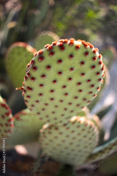 Obraz Nopal verde con espinas rojas