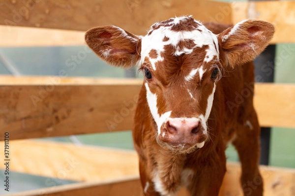 Fototapeta A young calf on a rural farm. 