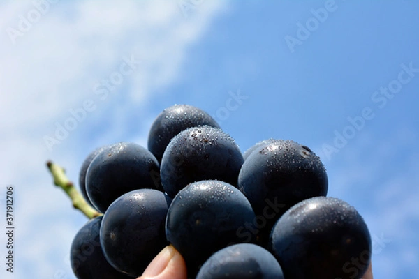 Obraz 甘くて瑞々しい大きな葡萄、巨峰。食べ物イメージ素材