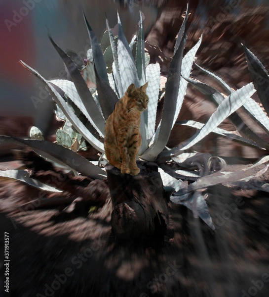 Obraz Gato montés mexicano