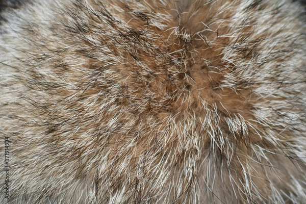 Fototapeta texture of long-haired raccoon fur beige
