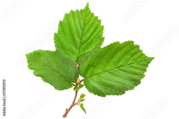 Fototapeta Hazelnut leaf on white