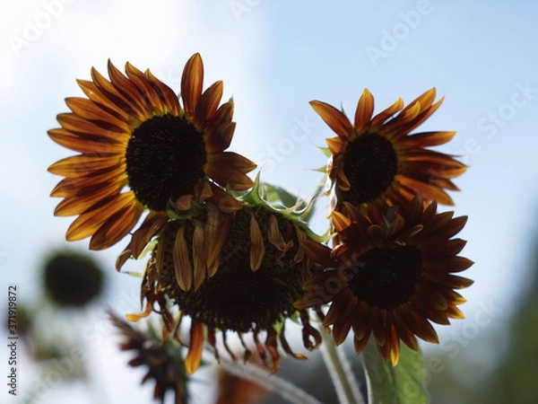 Obraz ひまわり,ヒマワリ,向日葵,sunflower