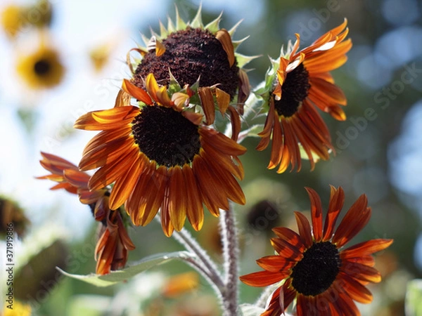 Obraz ひまわり,ヒマワリ,向日葵,sunflower