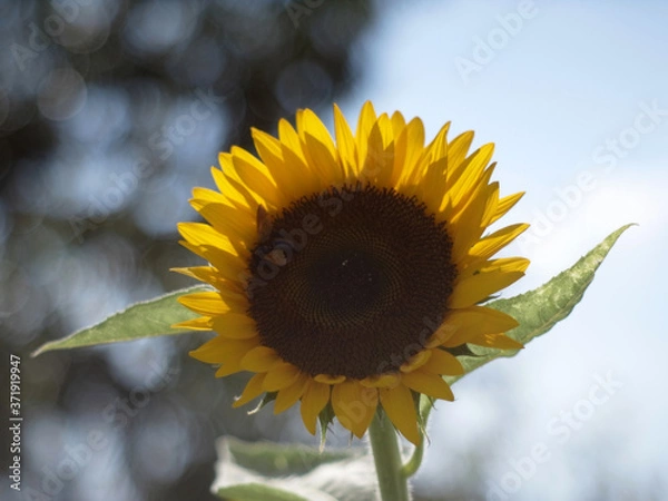 Obraz ひまわり,ヒマワリ,向日葵,sunflower