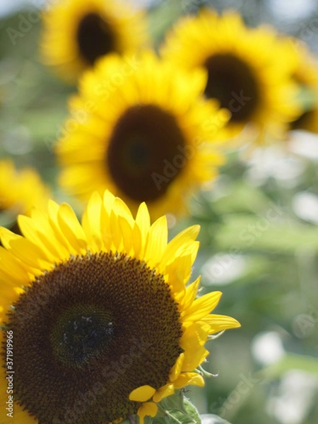 Obraz ひまわり,ヒマワリ,向日葵,sunflower