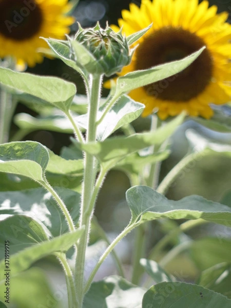 Obraz ひまわり,ヒマワリ,向日葵,sunflower