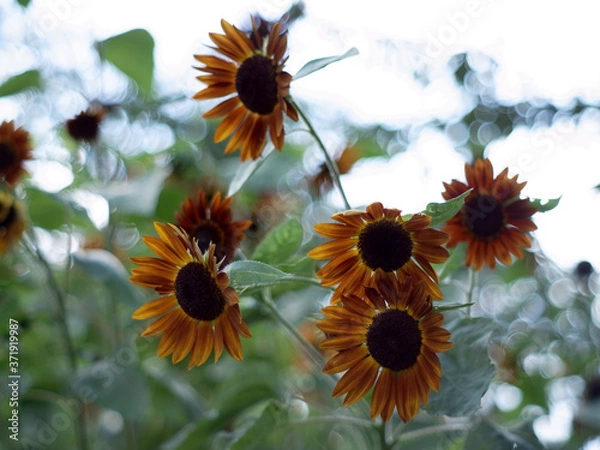 Obraz ひまわり,ヒマワリ,向日葵,sunflower