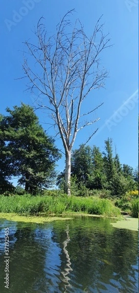 Obraz tree in the water