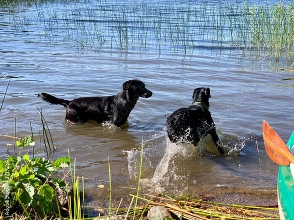 Fototapeta Labradors