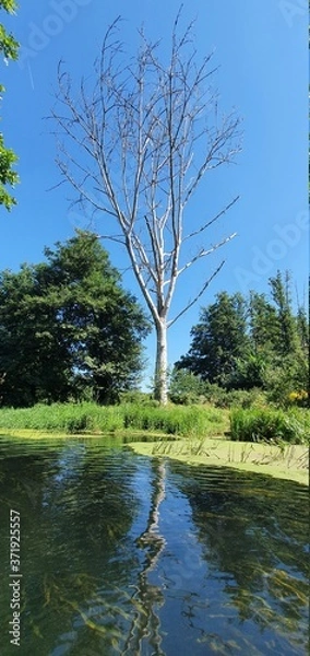 Obraz tree in the water