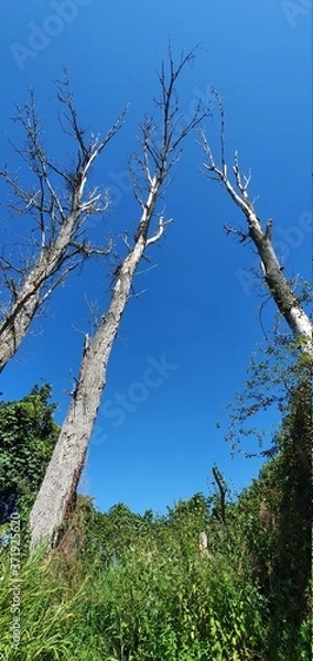 Obraz trees in the forest