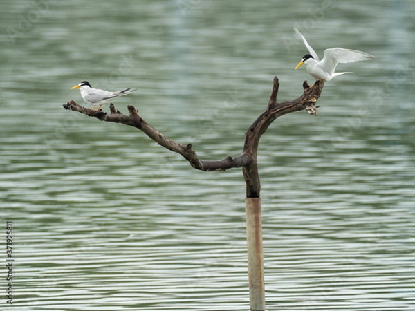 Obraz 立枝の上のコアジサシ2羽