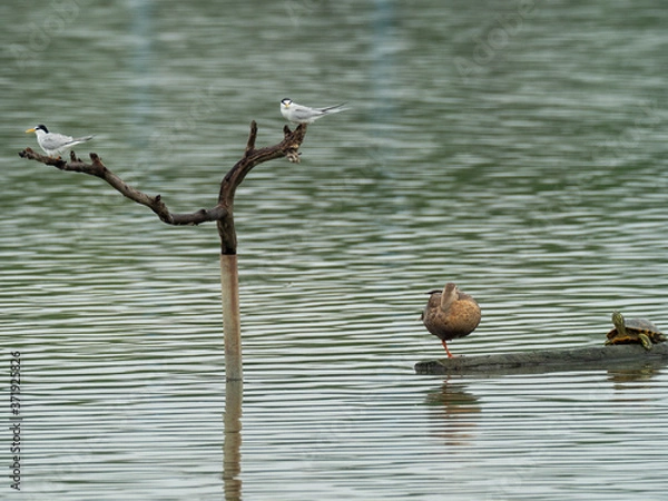 Obraz 立枝の上のコアジサシ2羽と流木の上のカモ1羽と亀1匹
