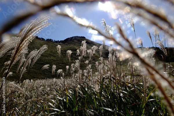 Obraz ススキ/Susuki/silvergrass