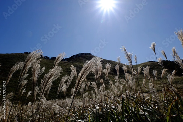 Obraz ススキ/Susuki/silvergrass