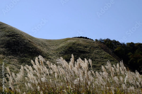 Obraz ススキ/Susuki/silvergrass