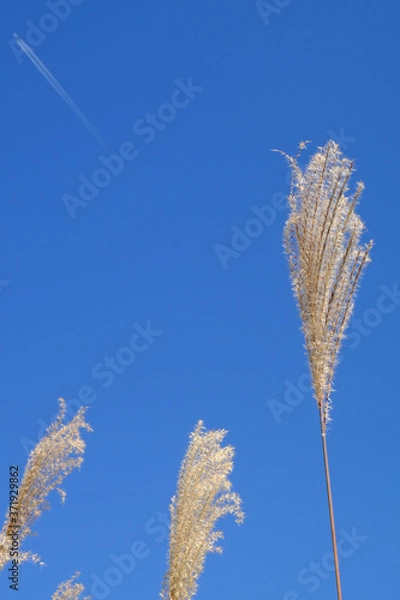 Obraz ススキ/Susuki/silvergrass