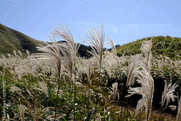 Obraz ススキ/Susuki/silvergrass