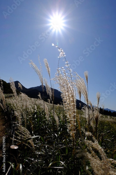 Obraz ススキ/Susuki/silvergrass