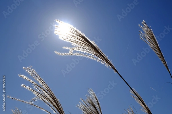 Obraz ススキ/Susuki/silvergrass