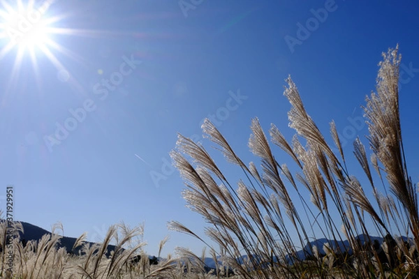 Obraz ススキ/Susuki/silvergrass