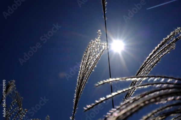 Obraz ススキ/Susuki/silvergrass