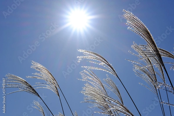 Obraz ススキ/Susuki/silvergrass