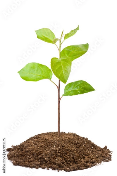 Obraz Zielone drzewko jabłoni