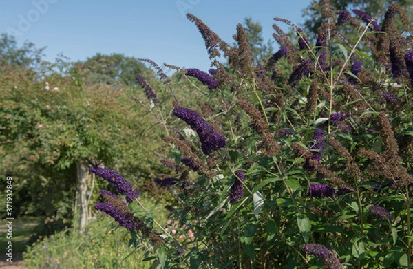 Obraz Summer Flowering Dark Purple Butterfly Bush (Buddleja davidii 'Black Knight') Growing in a Herbaceous Border in a Country Cottage Garden in Rural Devon, England, UK