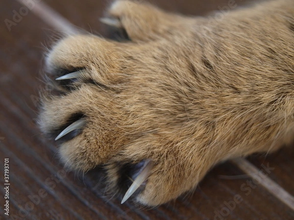 Obraz cat's paw