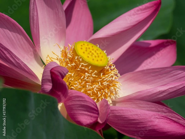 Obraz 可憐に咲いた古代蓮