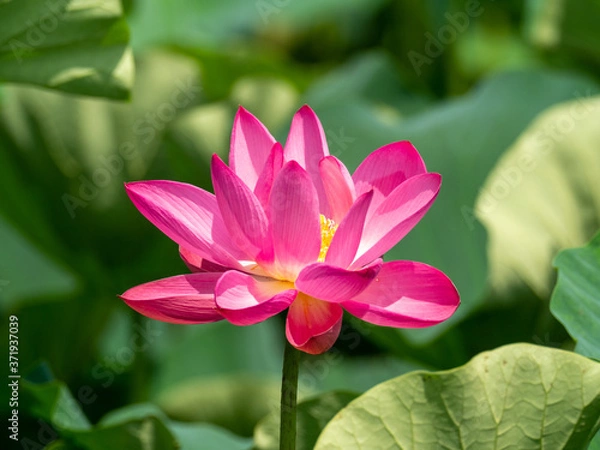 Obraz 可憐に咲いた古代蓮