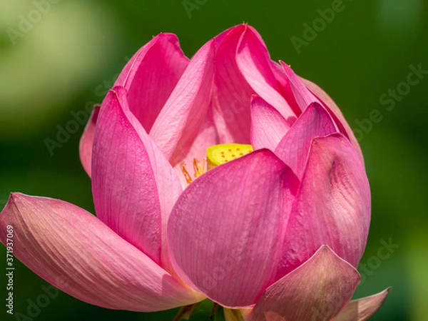 Obraz 可憐に咲いた古代蓮