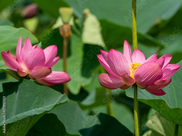 Obraz 可憐に咲いた古代蓮