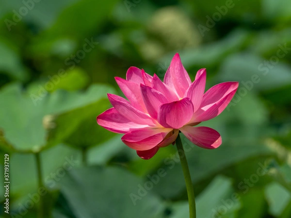 Obraz 可憐に咲いた古代蓮