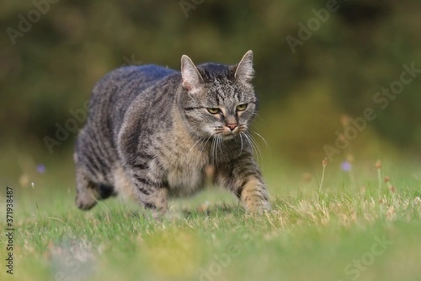 Fototapeta Beautiful tabby cat on the  meadow. Felis silvestris catus. beautiful european cat in the grass