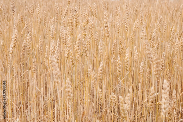 Fototapeta background of a field of ripe yellow rye close up