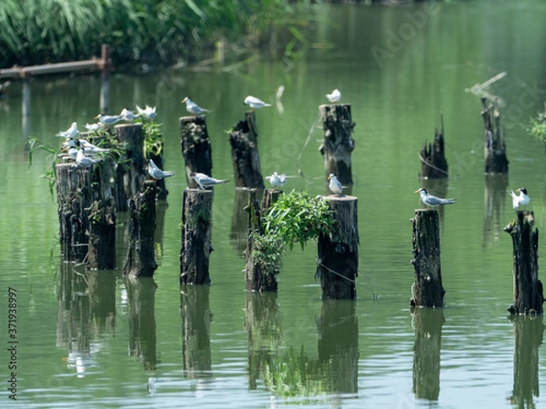 Obraz コアジサシの集団