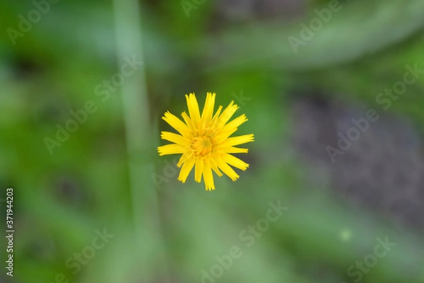 Fototapeta Bulbous dandelion