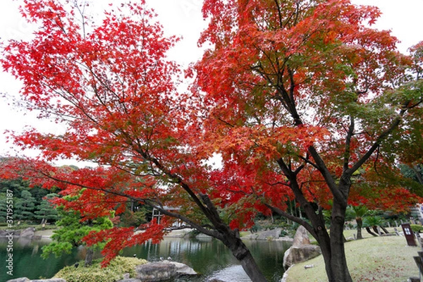 Fototapeta 名古屋徳川園の紅葉風景
