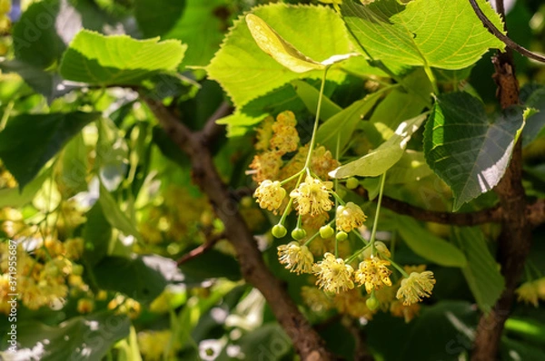 Fototapeta The tree a linden blossoms