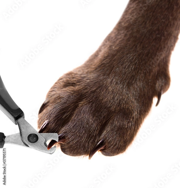 Obraz Pets pedicure - claw trimming