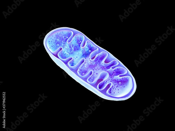 Obraz Mitochondria, cellular organelles, produce energy, Cell energy and Cellular respiration, DNA, 3D rendering