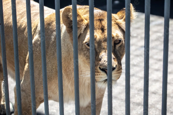 Fototapeta Lion behind bars at the zoo.